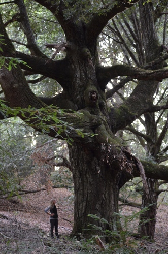 Tanoak