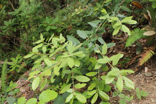 Tanoak