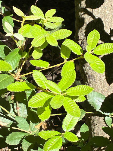 Tanoak
