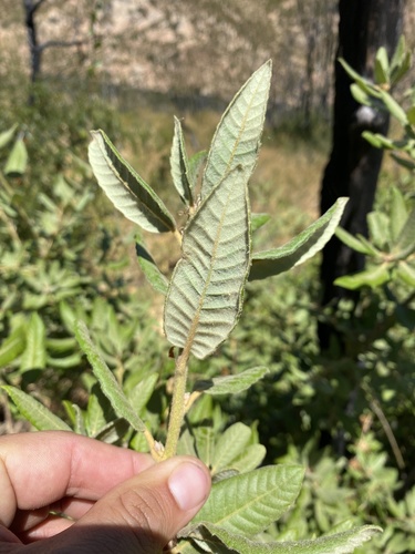 Tanoak