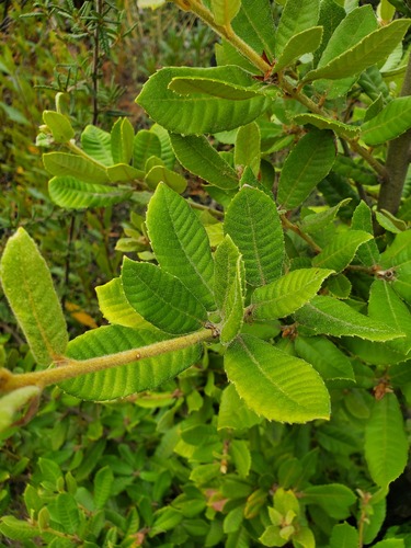 Tanoak