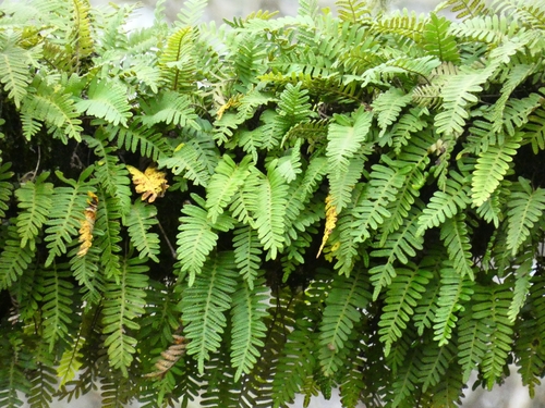 resurrection fern