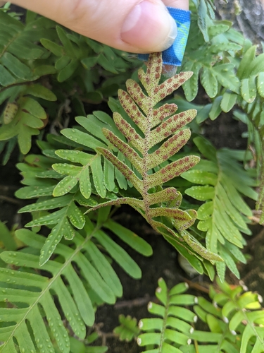 resurrection fern