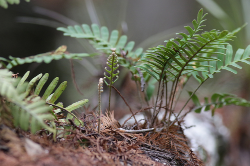 resurrection fern