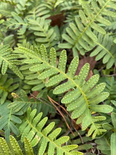 resurrection fern