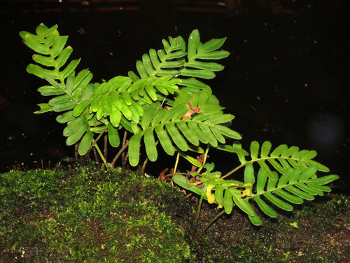 resurrection fern