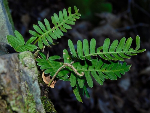 resurrection fern