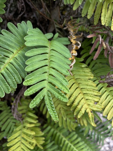 resurrection fern