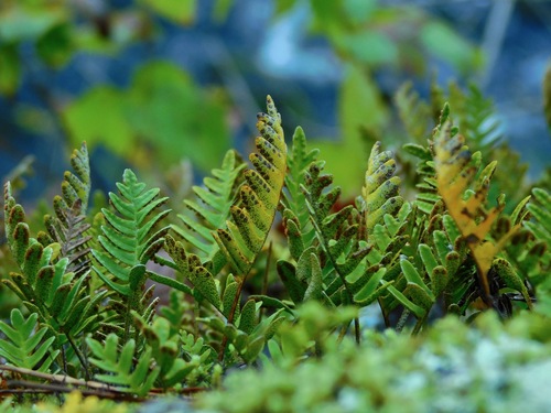 resurrection fern