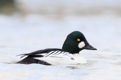 Common Goldeneye