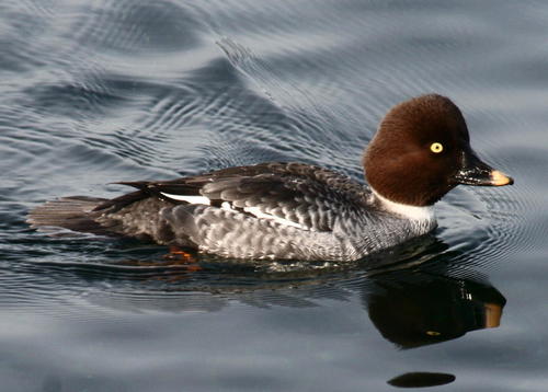 Common Goldeneye