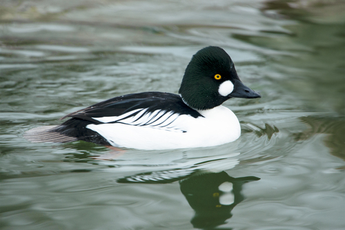 Common Goldeneye