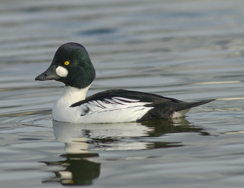 Common Goldeneye