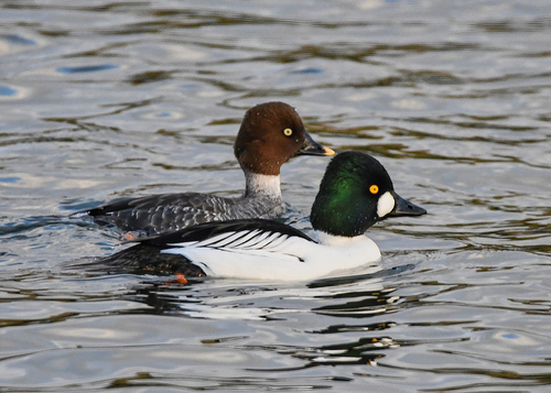 Common Goldeneye
