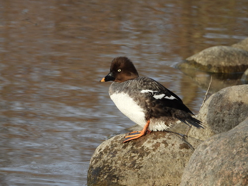 Common Goldeneye