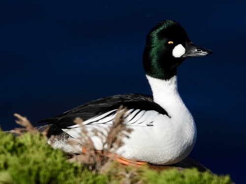 Common Goldeneye