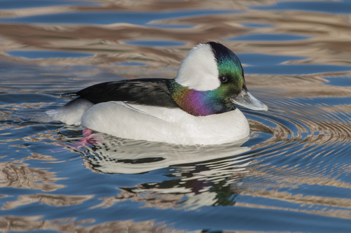 Bufflehead