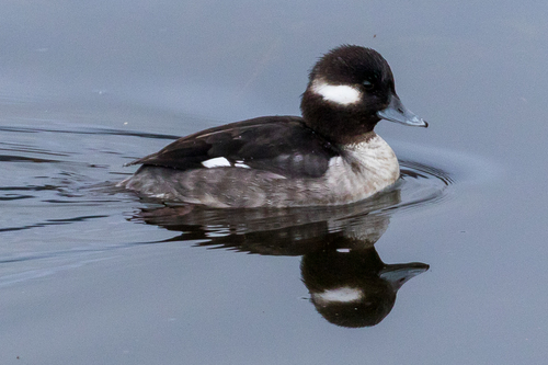 Bufflehead