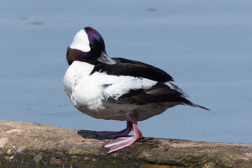 Bufflehead