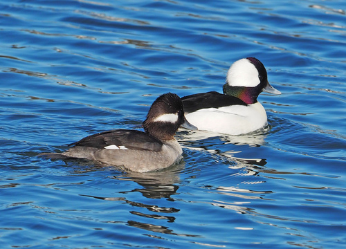Bufflehead