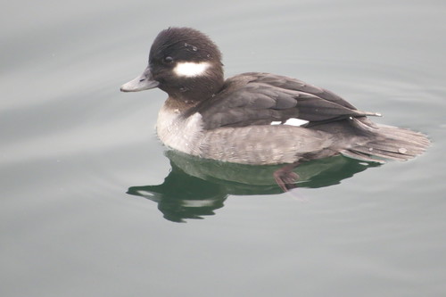 Bufflehead