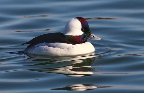 Bufflehead