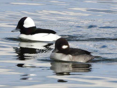 Bufflehead