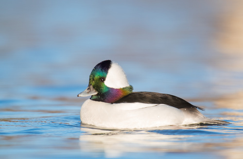 Bufflehead