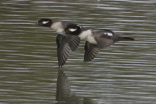 Bufflehead