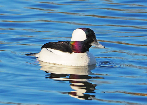 Bufflehead
