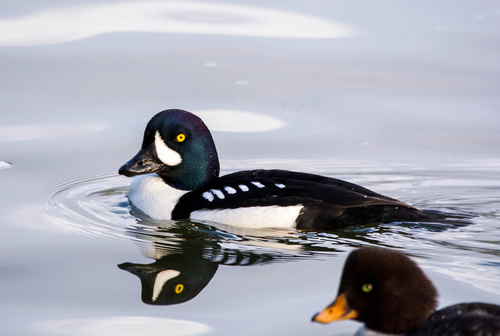 Barrow's Goldeneye