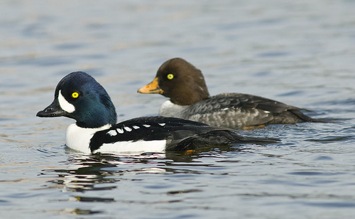 Barrow's Goldeneye