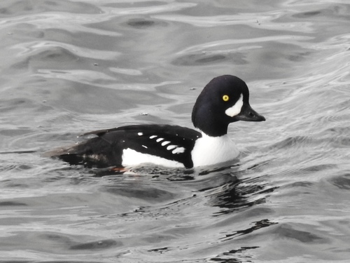 Barrow's Goldeneye