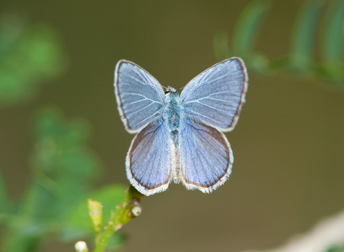 Ceraunus Blue