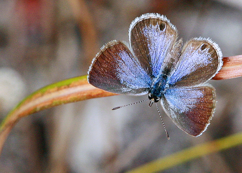 Ceraunus Blue