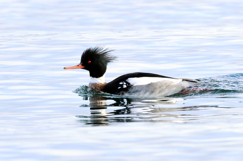 Red-breasted Merganser