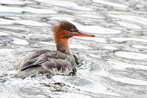Red-breasted Merganser