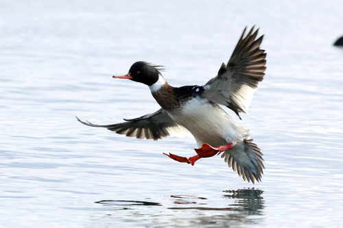 Red-breasted Merganser
