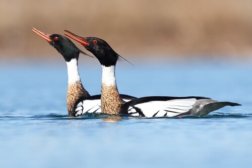 Red-breasted Merganser