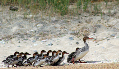 Red-breasted Merganser
