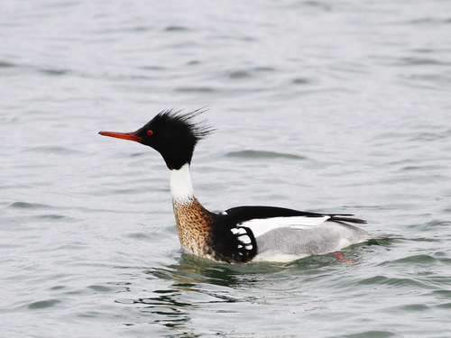 Red-breasted Merganser