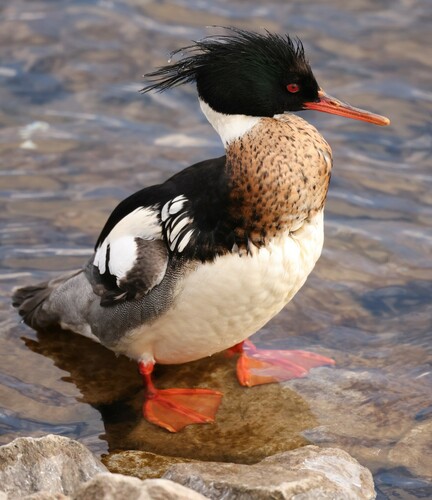 Red-breasted Merganser