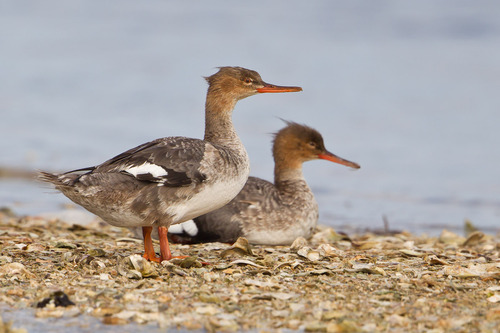 Red-breasted Merganser