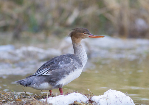 Red-breasted Merganser