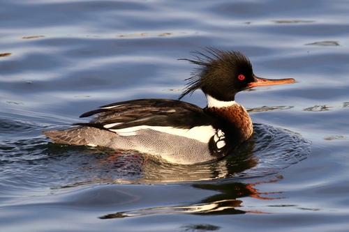 Red-breasted Merganser