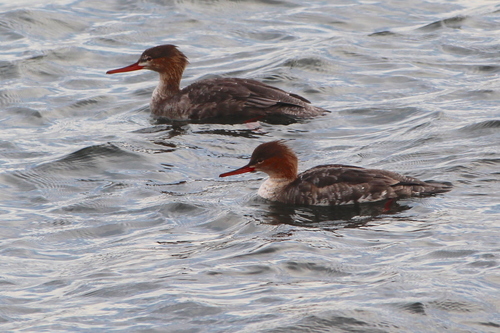 Red-breasted Merganser