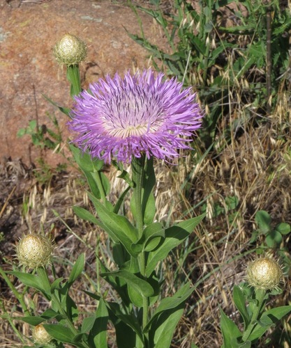 American basketflower