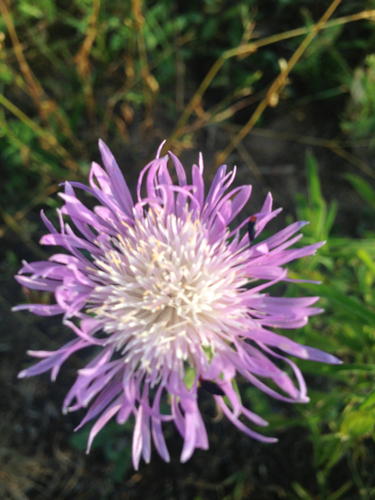 American basketflower