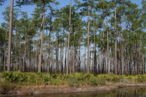 slash pine