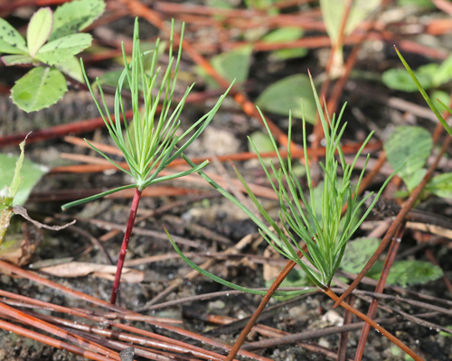 slash pine